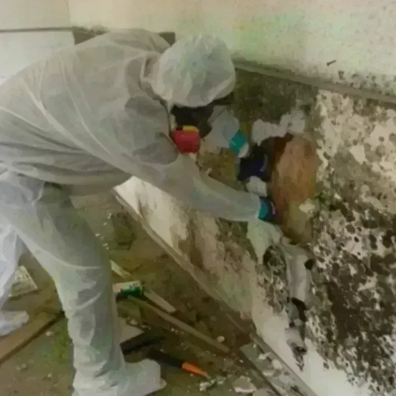 Mold Remediation and Removal in Warren, OR